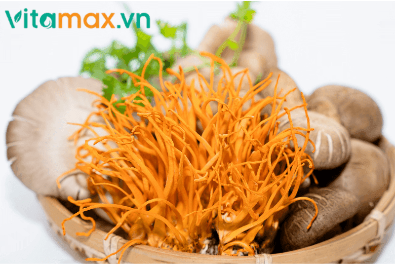 tac-dung-cua-dong-trung-ha-thao-voi-phoi