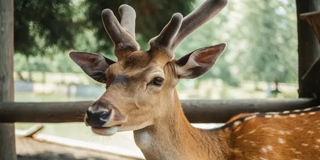 Tác dụng và cách sử dụng nhung hươu hiệu quả nhất cho sức khỏe