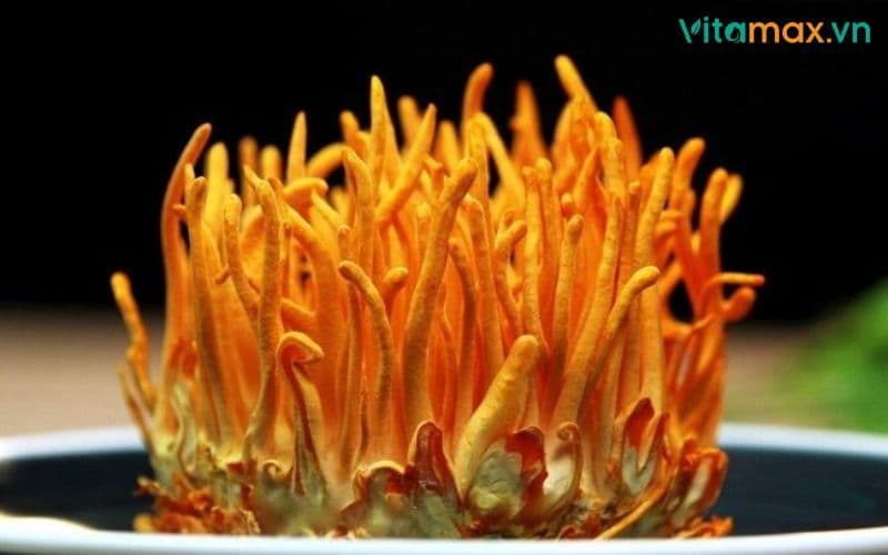 Ăn đông trùng hạ thảo có béo không? Tìm hiểu chi tiết ngay!