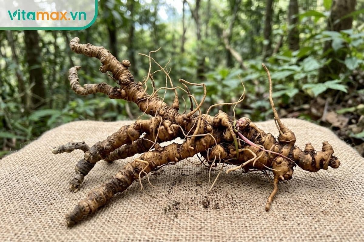 Sâm ngọc linh có tác dụng gì? 10+ tác dụng "quý" đã được chứng minh