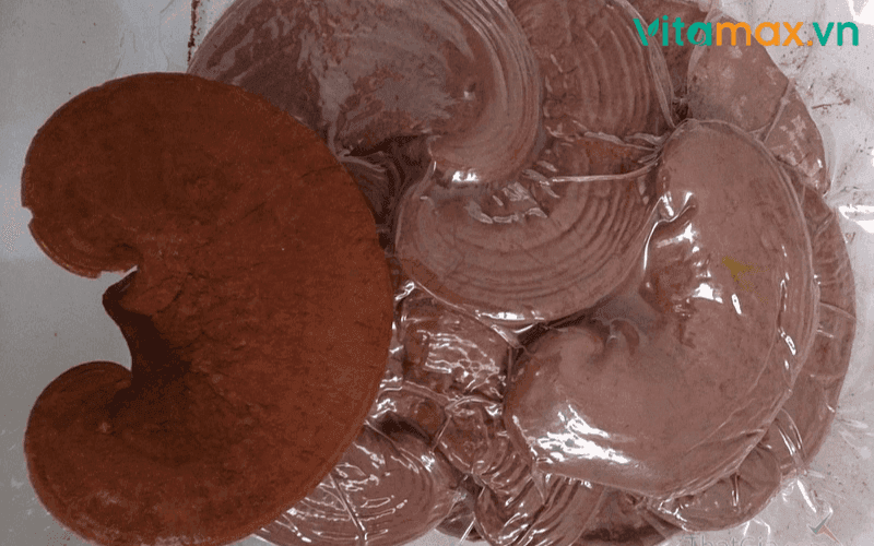 bảo quản nấm linh chi khô