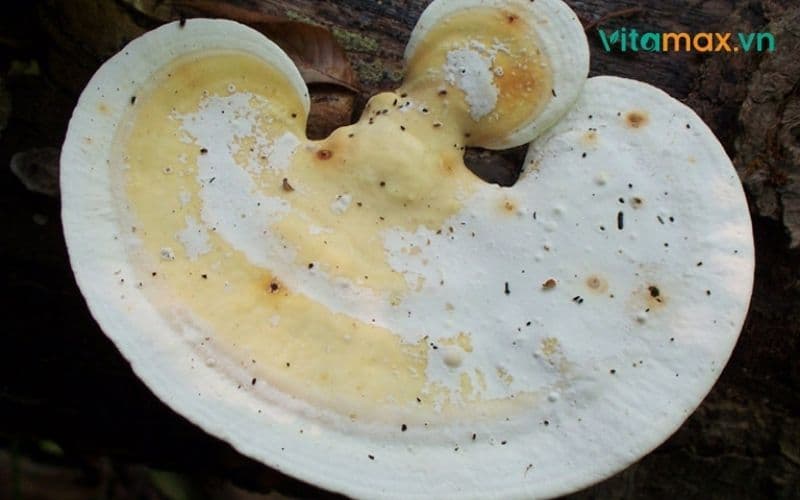 Khám phá các loại nấm linh chi và công dụng của chúng 