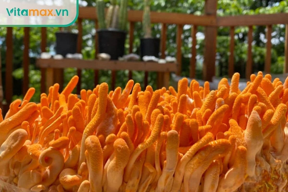 Bật mí cách bảo quản đông trùng hạ thảo tươi dài ngày của thương lái