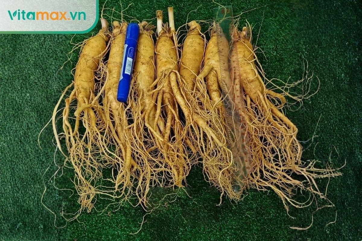 Cách bảo quản sâm tươi lâu dài lên đến 6 tháng