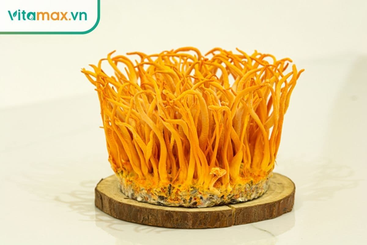 Hướng dẫn cách sử dụng đông trùng hạ thảo chi tiết từ A–Z