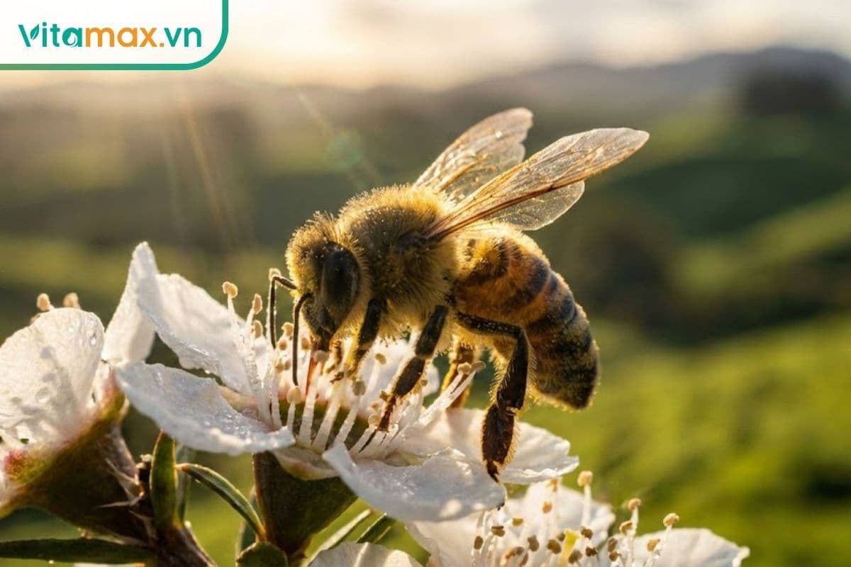 Mật ong Manuka là gì? Phân loại & công dụng của với sức khỏe 