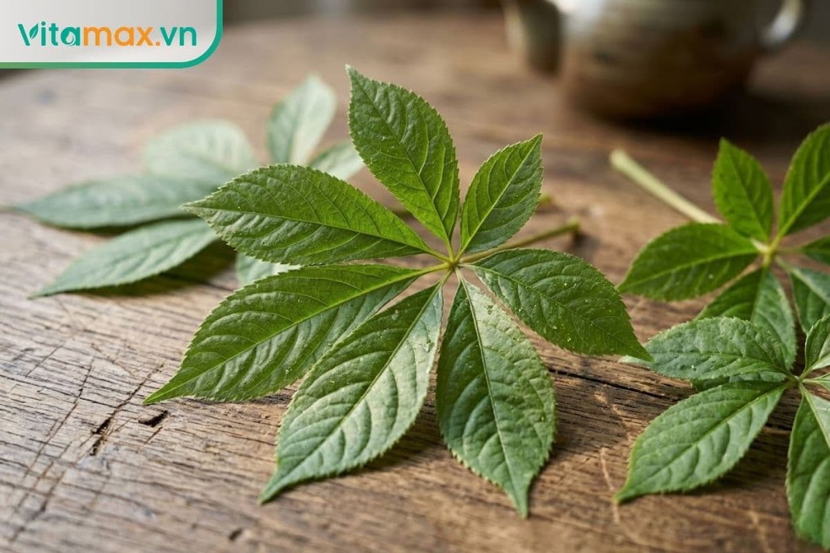 Lá sâm ngọc linh công dụng gì? 6 công dụng quý với sức khỏe