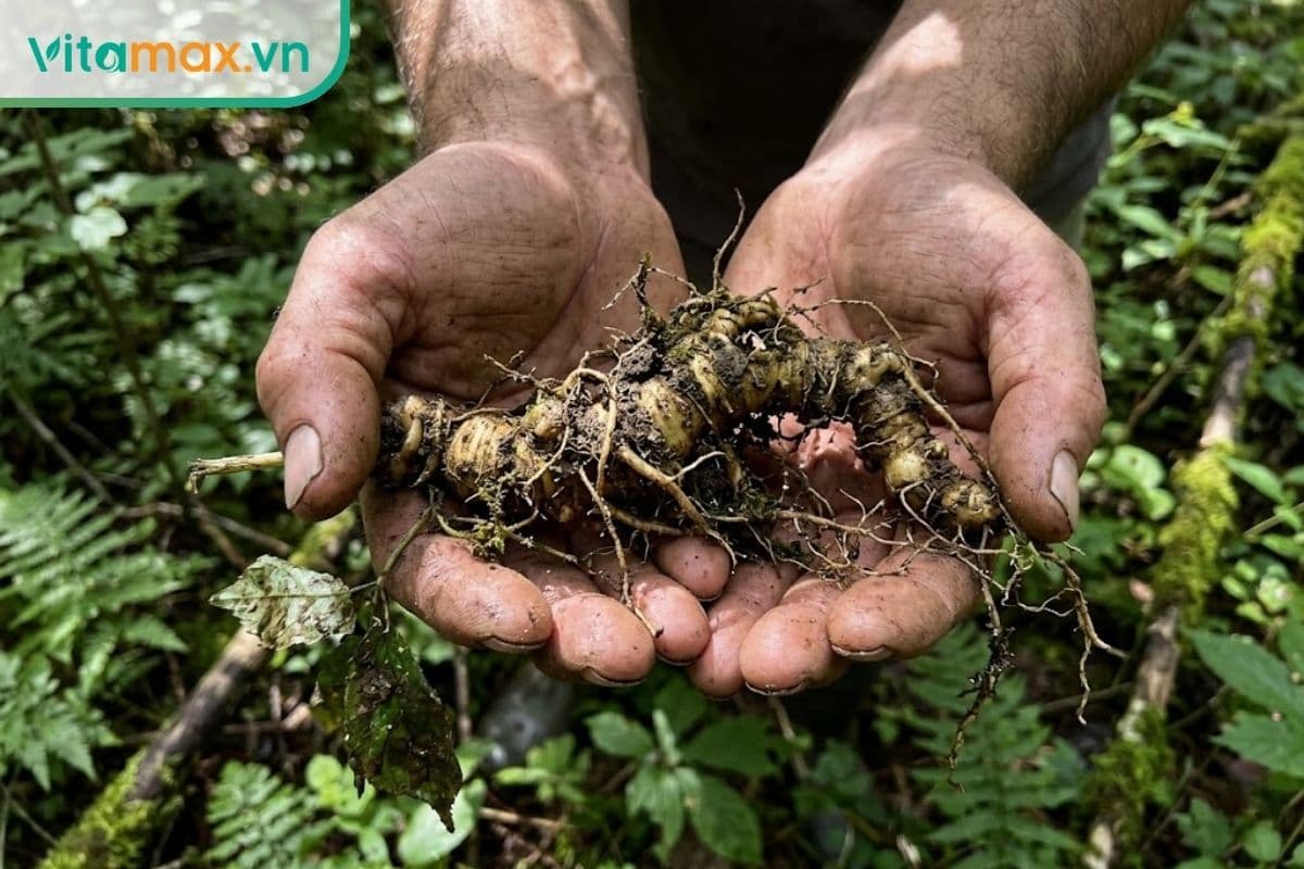 Cập nhật giá sâm Ngọc Linh chi tiết 2026  