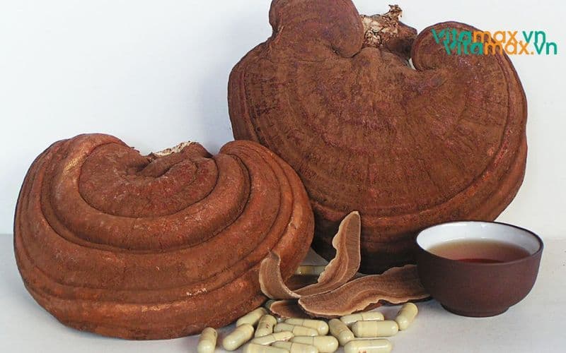 Người huyết áp thấp có uống nấm linh chi được không?