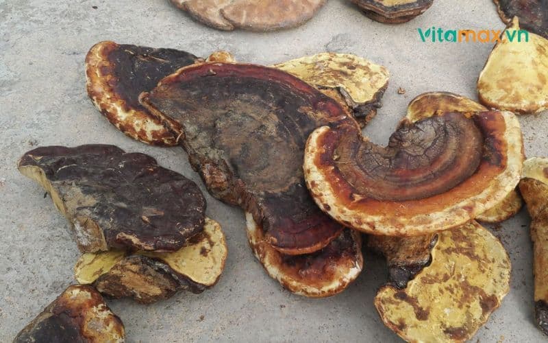 Tại sao nấm linh chi bị mọt? Cách phòng tránh hiệu quả.