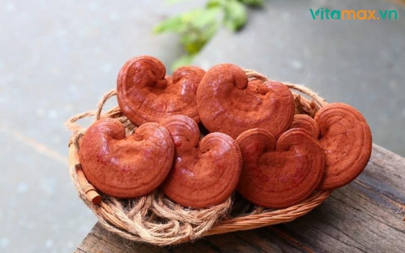 Nấm linh chi có độc không? Dùng sao cho hiệu quả, không hại