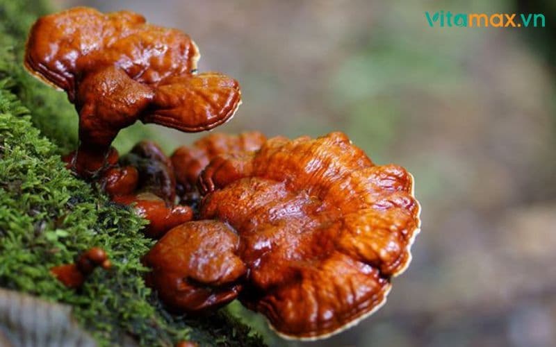 Giải mã câu hỏi "nấm linh chi có tốt cho nam giới không"