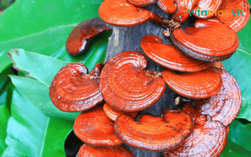 Nấm linh chi mọc từ cây gỗ nào? Chọn gỗ & kỹ thuật nuôi trồng