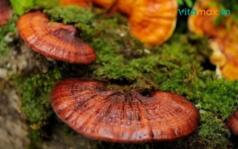 Người gầy có nên uống nấm linh chi? Giải đáp chi tiết