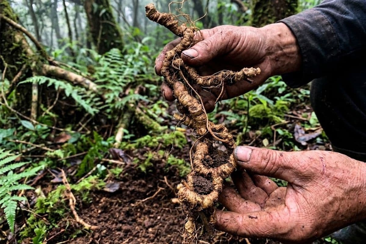 Các địa chỉ mua sâm Ngọc Linh uy tín tại Việt Nam