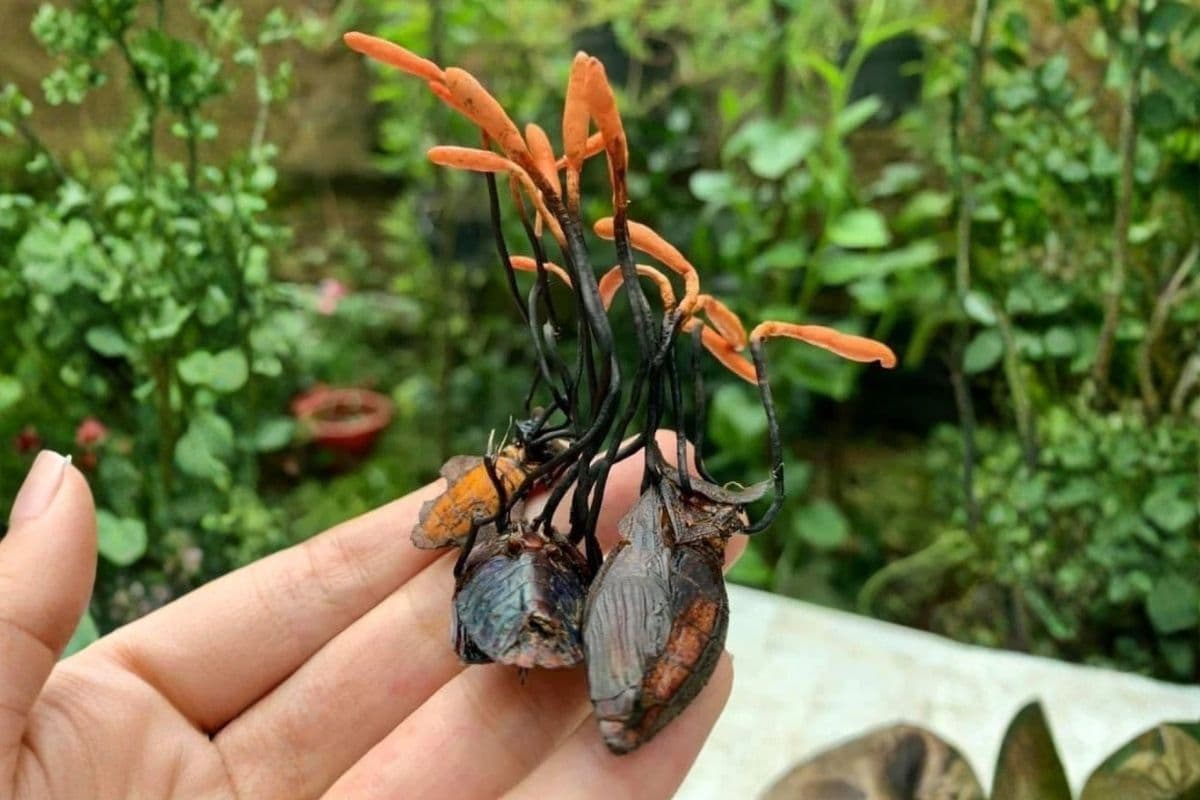 Đông trùng hạ thảo bọ xít là gì? Công dụng & cách dùng hiệu quả