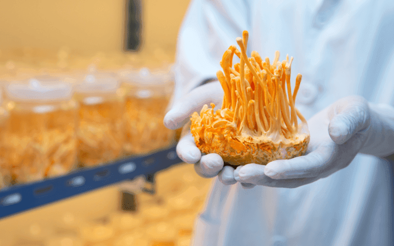 tác hại của đông trùng hạ thảo