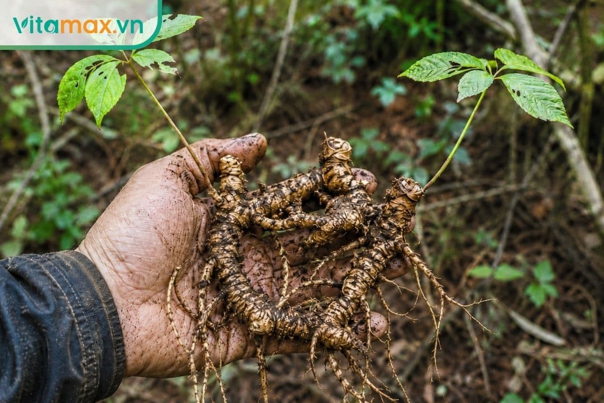 Cách nhận biết và phân biệt sâm Ngọc Linh rừng với sâm trồng