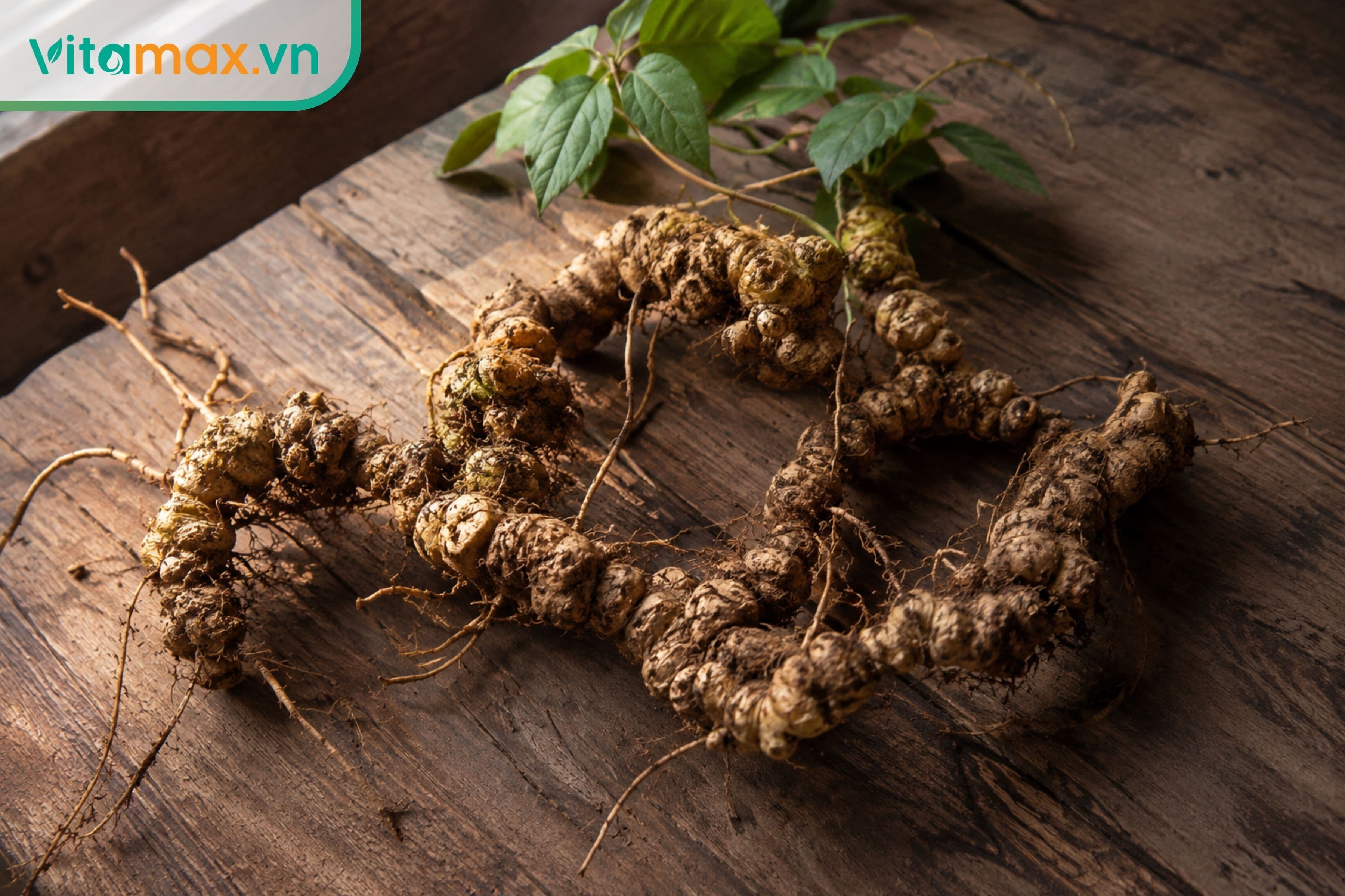 Sâm Ngọc Linh Chính Hãng Vitamax – Rượu, Trà, Dịch Chiết, Set Quà