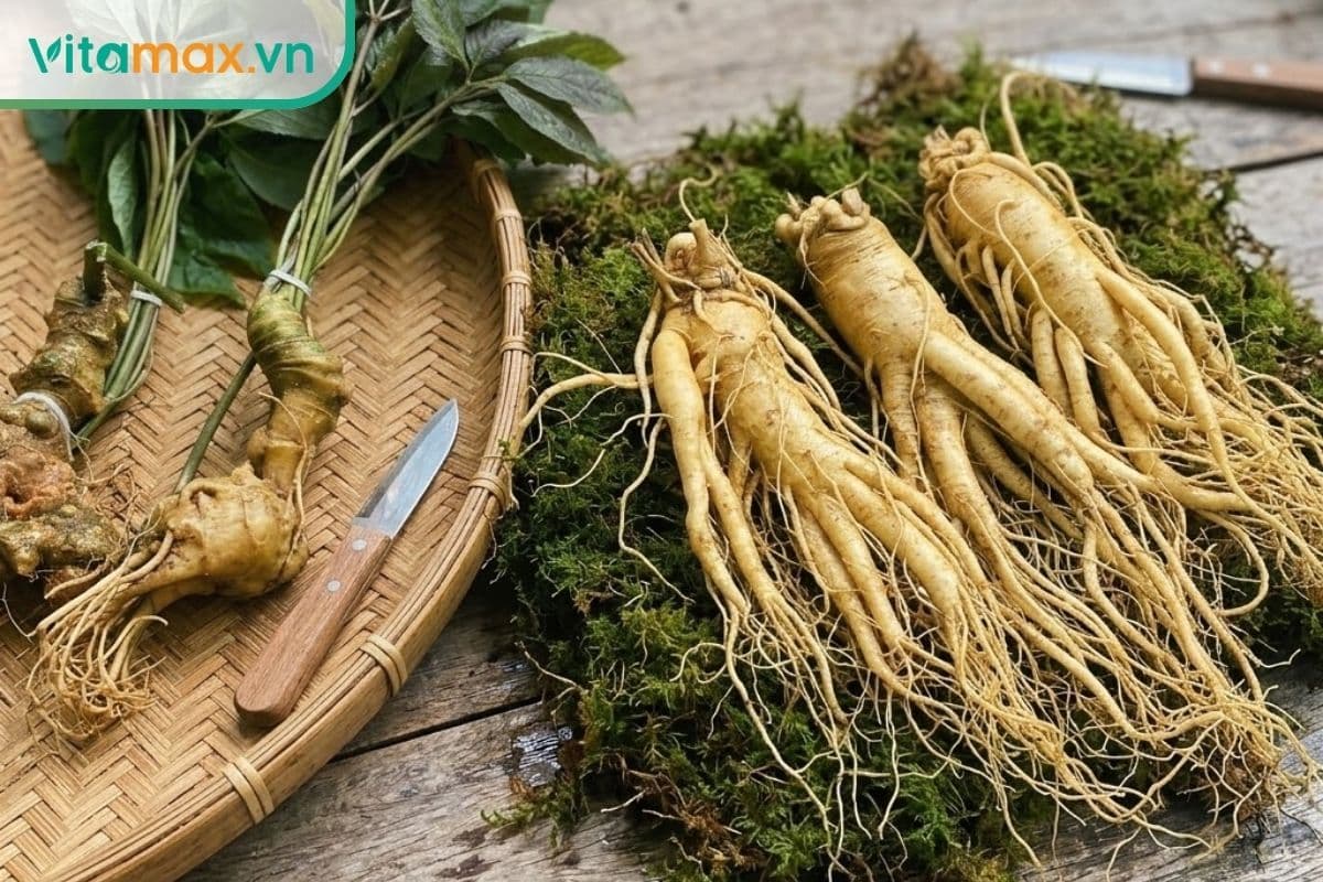 So sánh sâm Ngọc Linh và sâm Hàn Quốc: Nên chọn loại nào?