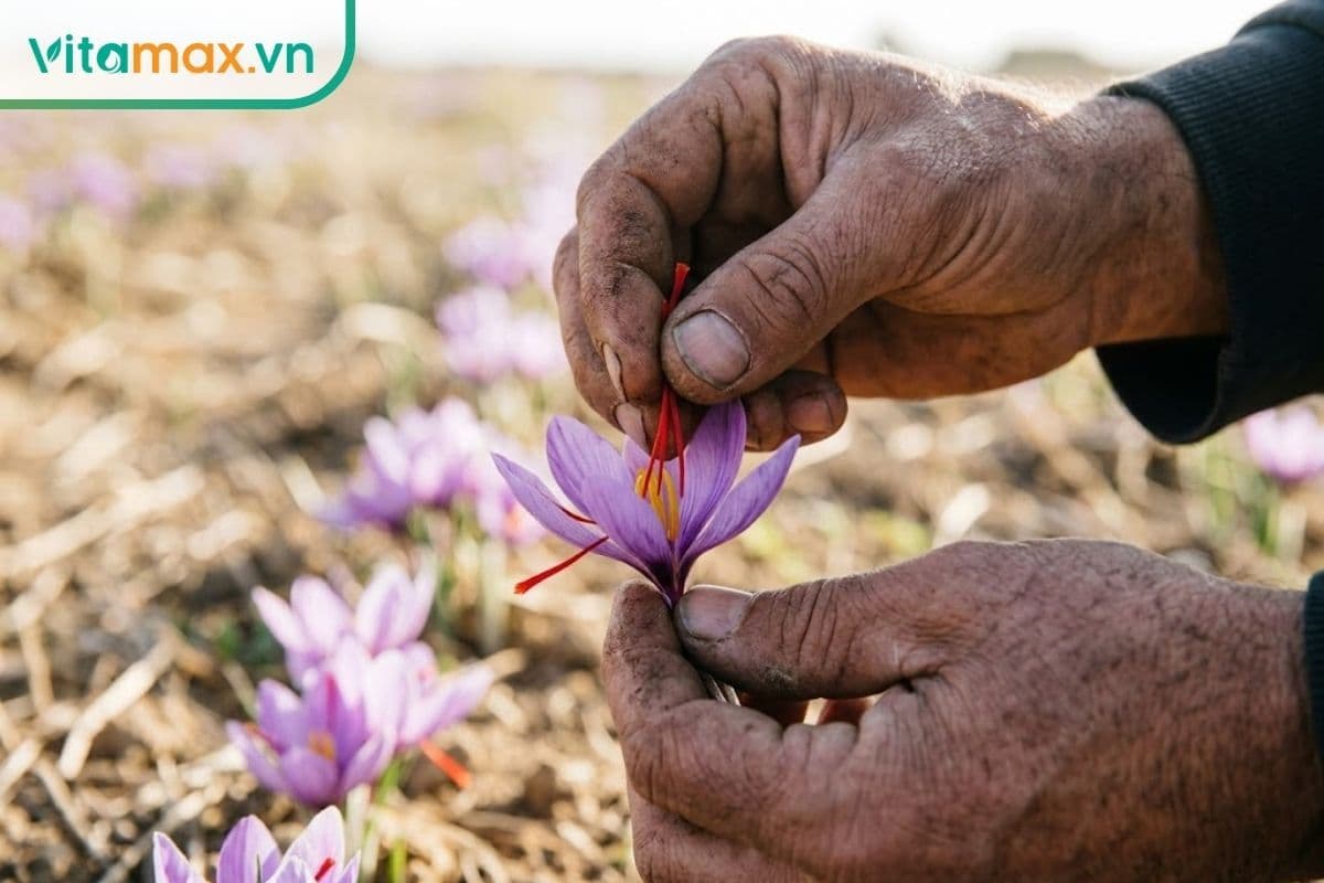 Tại sao nhụy hoa nghệ tây lại đắt? Điểm “đáng tiền” của dược liệu quý